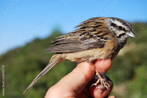 Ringing birds in the mediterranean forest