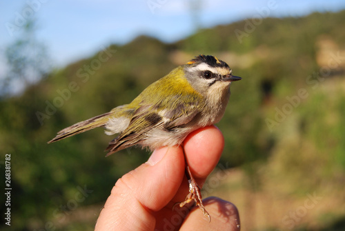 Ringing birds in the mediterranean forest