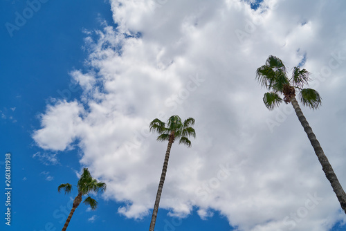 Palm tree and sky background