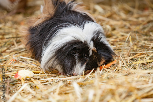 Close up of black/white guinea pig