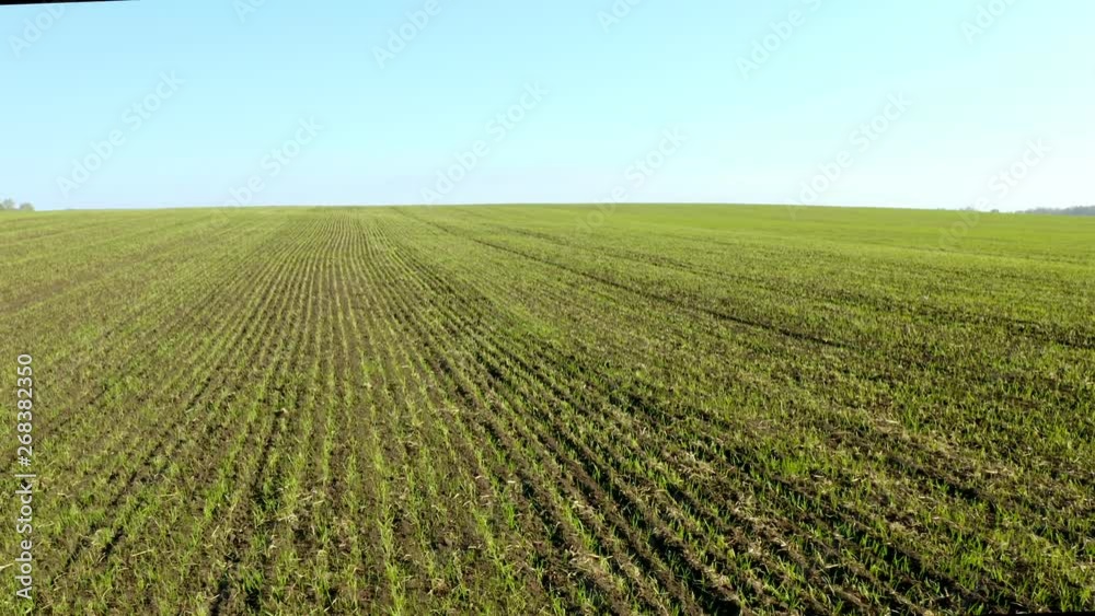 An aerial shot of soybean field ripening at spring season, agricultural landscape. 4K. An aerial shot of soybean field ripening at spring season, agricultural landscape. 4K.