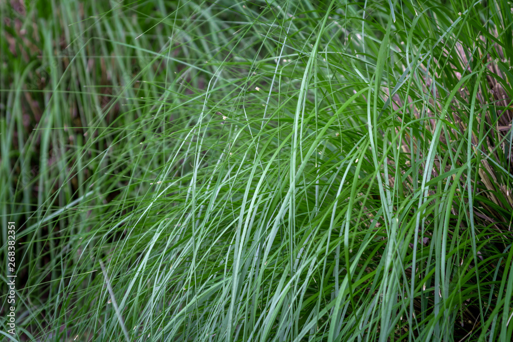 Ornamental drought tolerance grass Ornamental drought tolerance grass