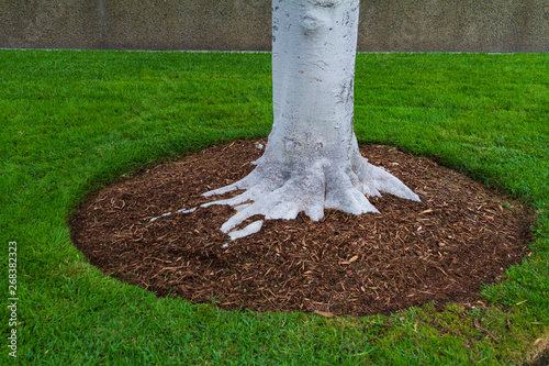 Tree trunk base with mulch and green grass photo