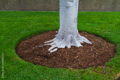 Tree trunk base with mulch and green grass photo