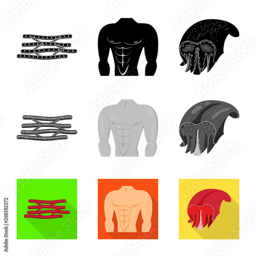 Vector illustration of fiber and muscular sign. Set of fiber and body  stock vector illustration.