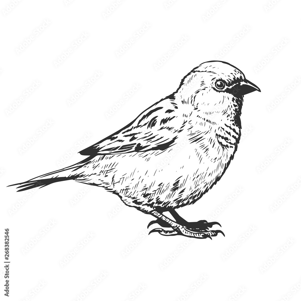 little realistic sparrow bird illustration