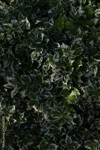 background and texture of green leaves