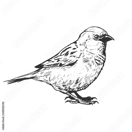 little realistic sparrow bird illustration