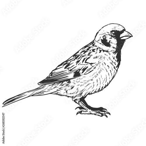 little realistic sparrow bird illustration