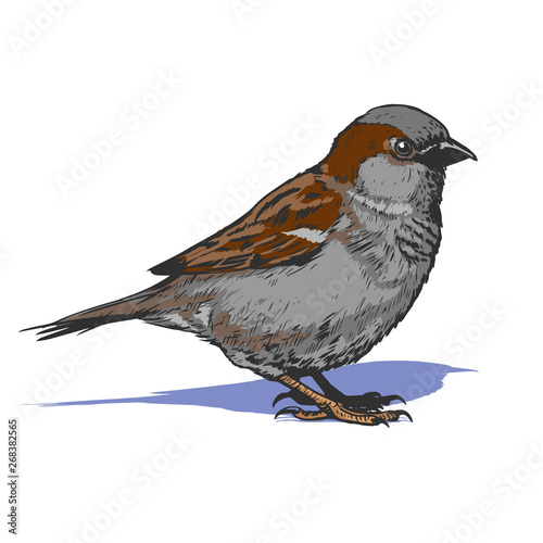 little realistic sparrow bird illustration