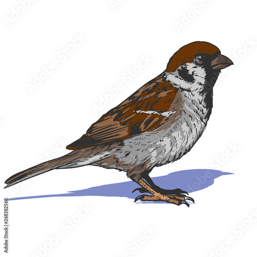 little realistic sparrow bird illustration