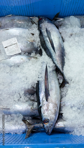 Foto ALBACORE - BONITO DEL NORTE O ATÚN BLANCO (Thunnus alalunga), Santoña, Cantabria