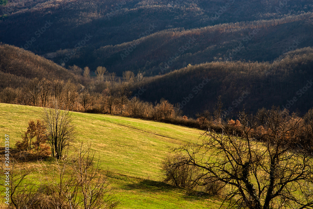 Mountain grass and trees field landscape