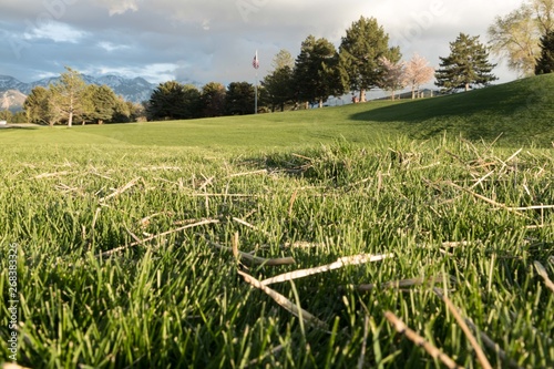 green field