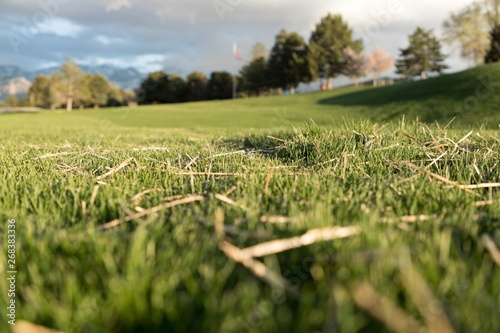 field of grass