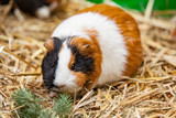 Close up of red guinea pig
