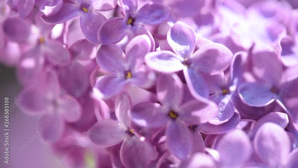 Purple Lilac Flowers Video Background Purple Lilac Flowers Video Background
