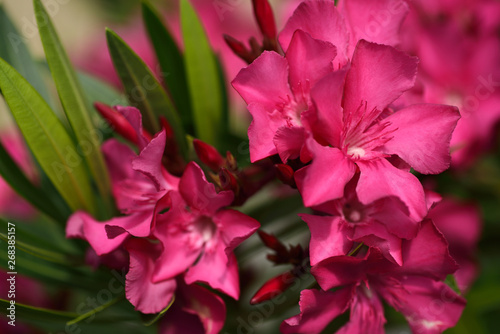 Close up of pink flowers of Nerium Oleander