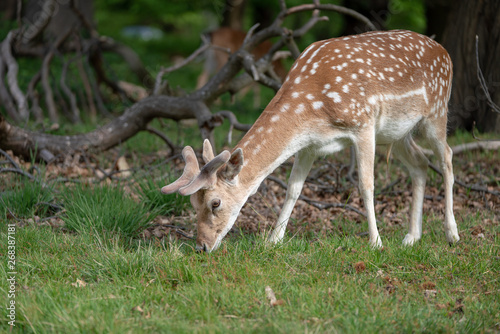 fallow deer in the forest