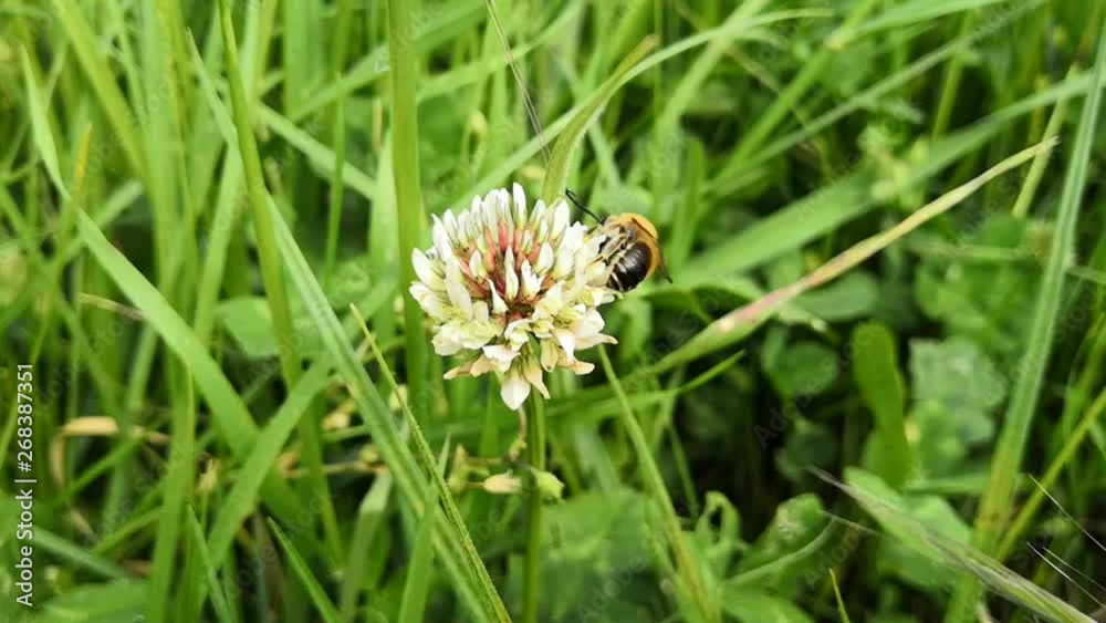 abeille qui butine une fleur de trèfle