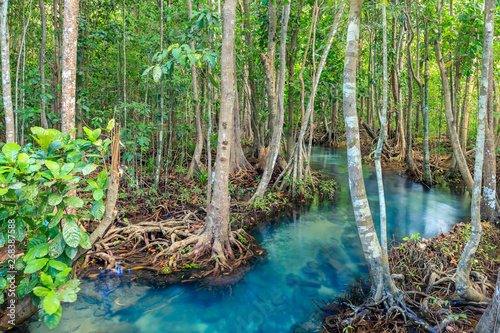 Mangrove and crystal clear water stream canal at Tha Pom Klong Song Nam mangrove wetland, Krabi, Thailand © wirojsid