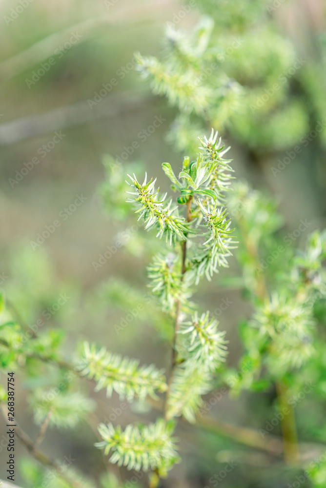 Spring. Branches of young tree.