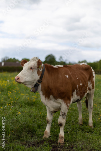 Kühe © ludwigstreet