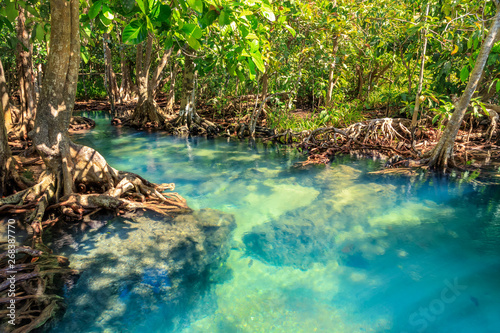 Mangrove and crystal clear water stream canal at Tha Pom Klong Song Nam mangrove wetland  Krabi  Thailand