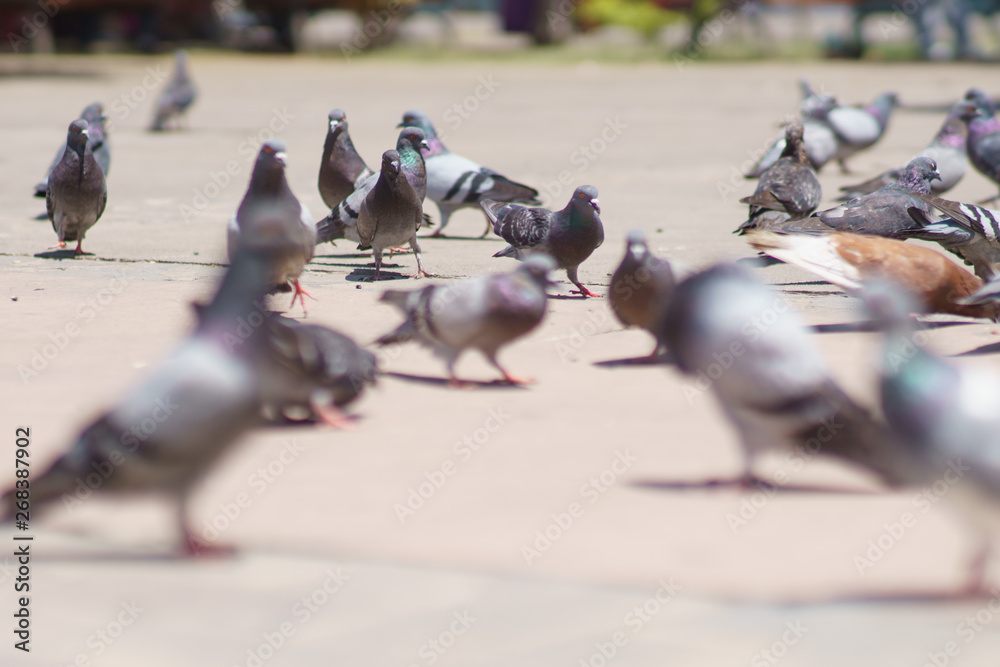 Fototapeta premium pidgeons in the urban area, selective focus photography