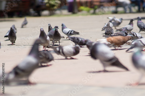 pidgeons in the urban area, selective focus photography photo