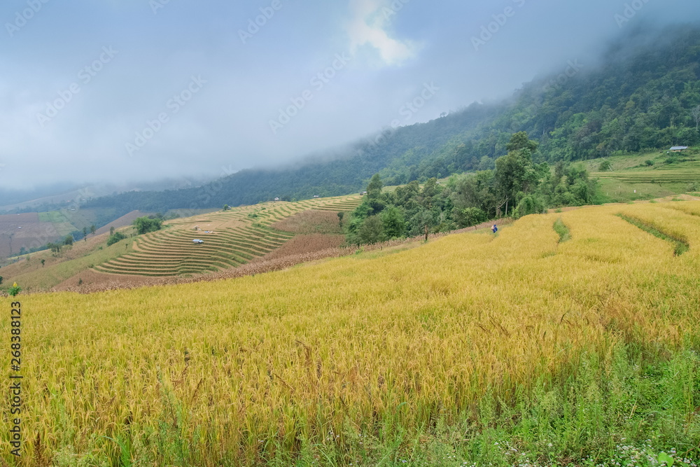 view of rice fields terrace on side hill around with soft fog, mountain and cloudy sky background, Ban Pa Bong Piang hill tribe village, Doi Inathanon, Chiang Mai, Thailand.