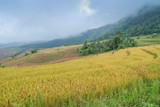 view of rice fields terrace on side hill around with soft fog, mountain and cloudy sky background, Ban Pa Bong Piang hill tribe village, Doi Inathanon, Chiang Mai, Thailand.