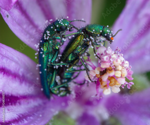 Oedemera Sp. couple making love at pink bed of pollen