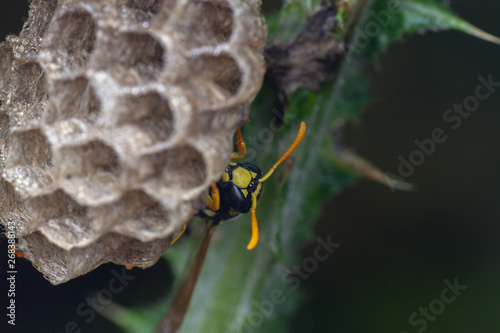 European Polistes galicus wasp hornet taking care of his nest photo