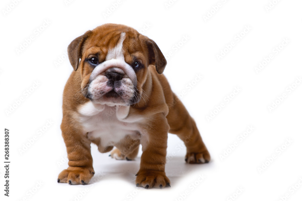 Cute English bulldog puppy standing straight at camera isolated on white background