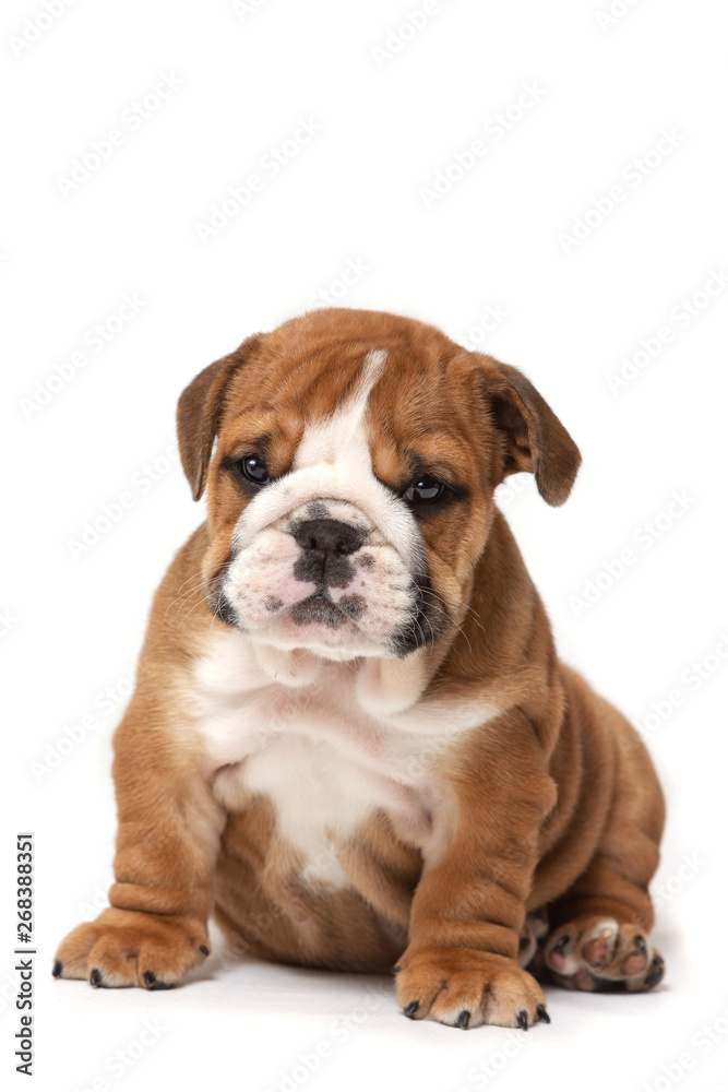 Cute English bulldog puppy sitting, head down.