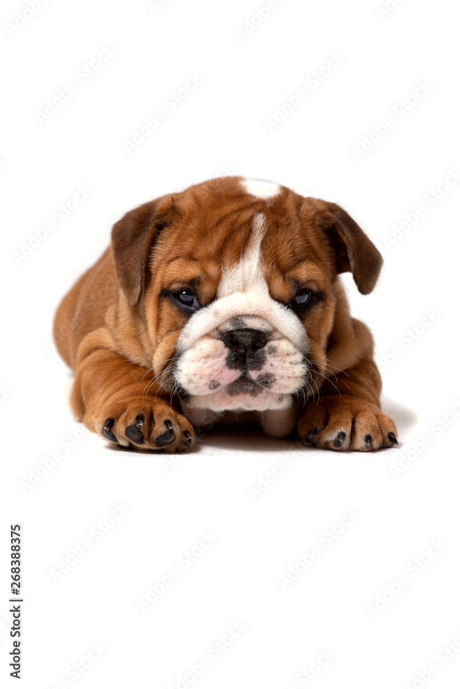 Cute English bulldog puppy lying, isolated on white background