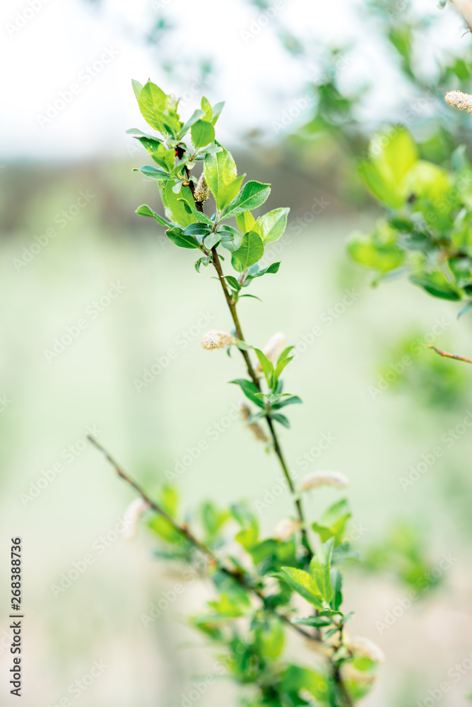 Spring. Branches of young tree.
