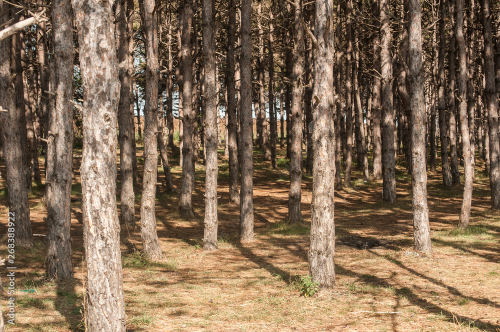 Pine trees in cultivated pine forest closeup in late summer