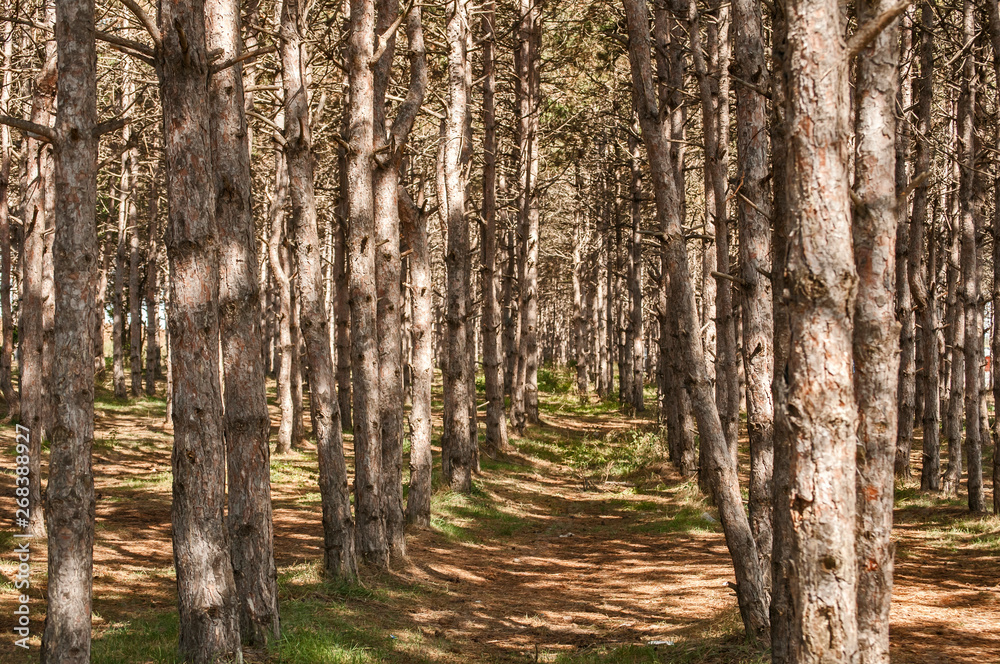 Pine trees in cultivated pine forest closeup in late summer Pine trees in cultivated pine forest closeup in late summer