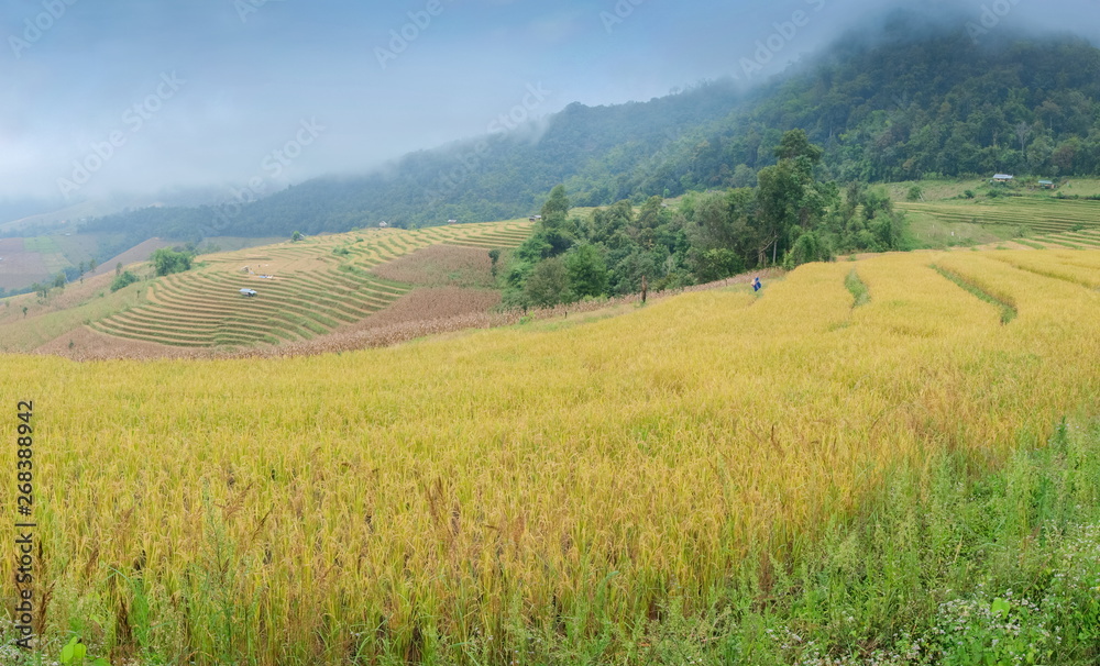 view of rice fields terrace on side hill around with soft fog, mountain and cloudy sky background, Ban Pa Bong Piang hill tribe village, Doi Inathanon, Chiang Mai, Thailand.