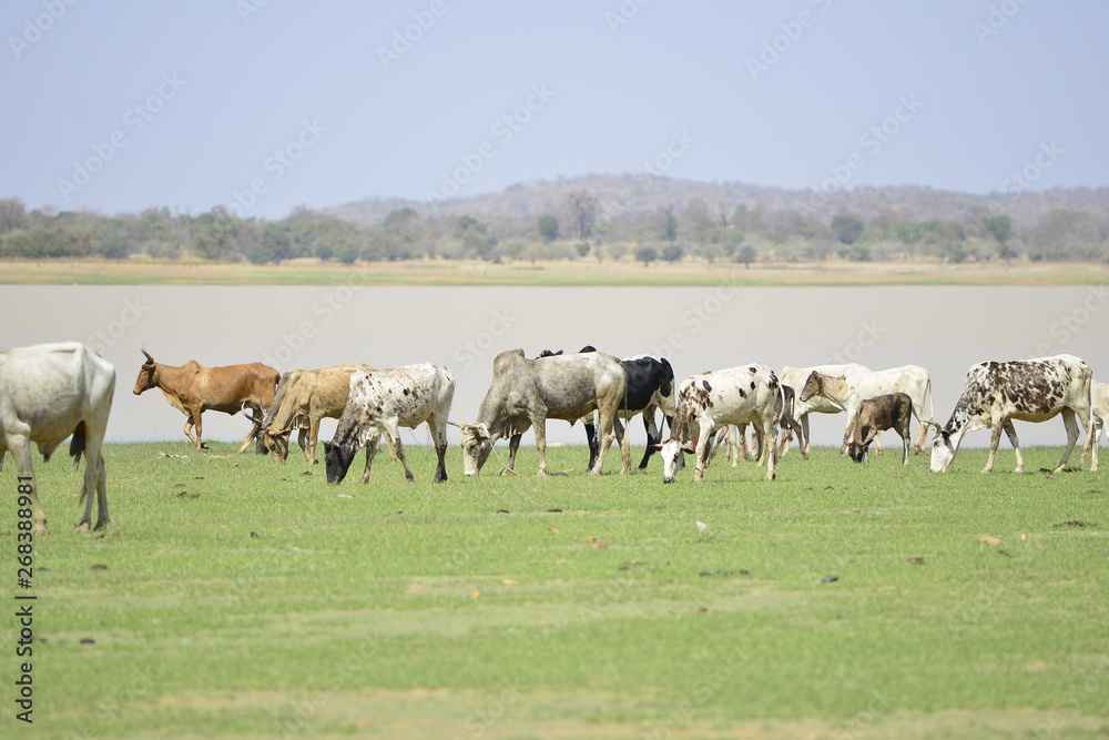 LES BOEUFS SE NOURRISSENT AU BORD DE L' EAU BURKINA FASO LES BOEUFS SE NOURRISSENT AU BORD DE L' EAU BURKINA FASO