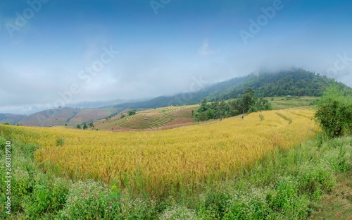 view of rice fields terrace on side hill around with soft fog  mountain and cloudy sky background  Ban Pa Bong Piang hill tribe village  Doi Inathanon  Chiang Mai  Thailand.