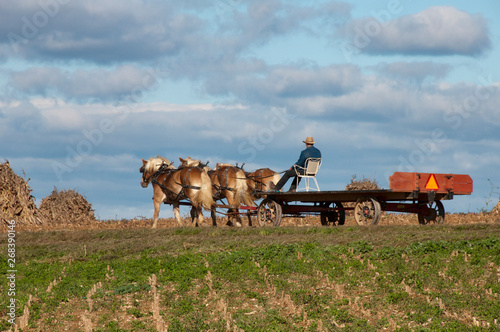 Amish Man in Pennsylvania Going Home on Flat Bed Wagon
