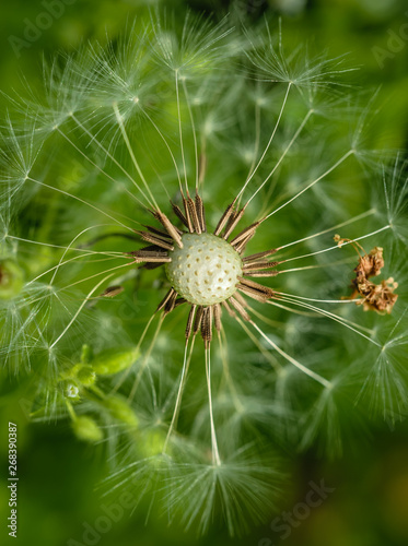 Fluffy faded fragile field dandelion 