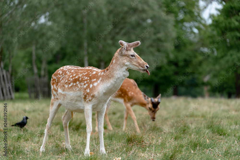 fallow deer in the forest