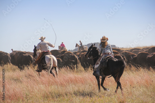 Cowboys and cowgirls rounding up bison during the annual Custer State Park Buffalo Roundup photo
