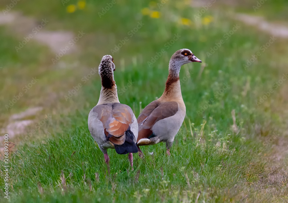 Egyptian goose near a small pond in southern Germany Egyptian goose near a small pond in southern Germany