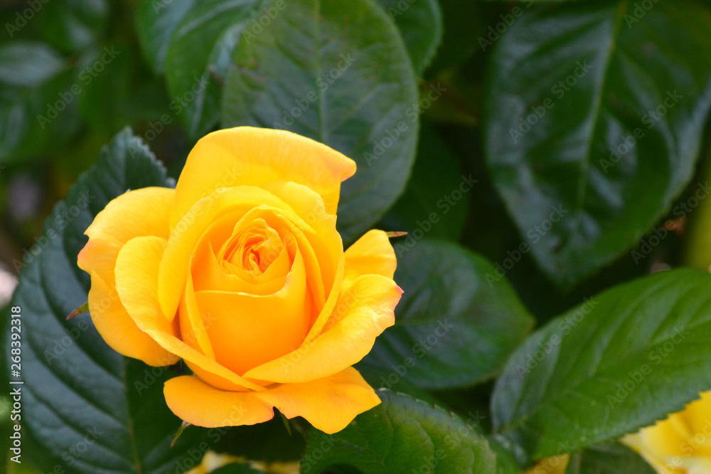 Blooming yellow rose flower on the green background in the garden Blooming yellow rose flower on the green background in the garden