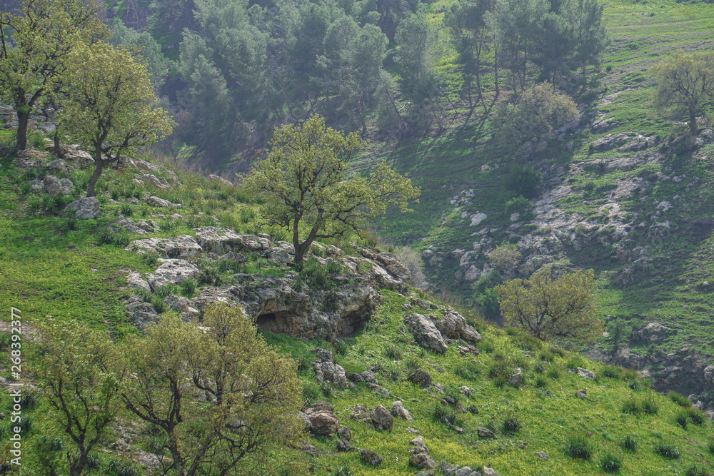 Green of Jordan nature in Spring, Irbid, Alkoorah district.